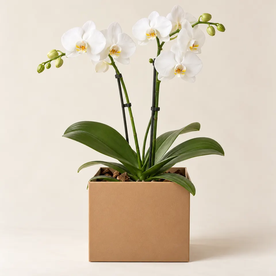 Orquídea Branca no box