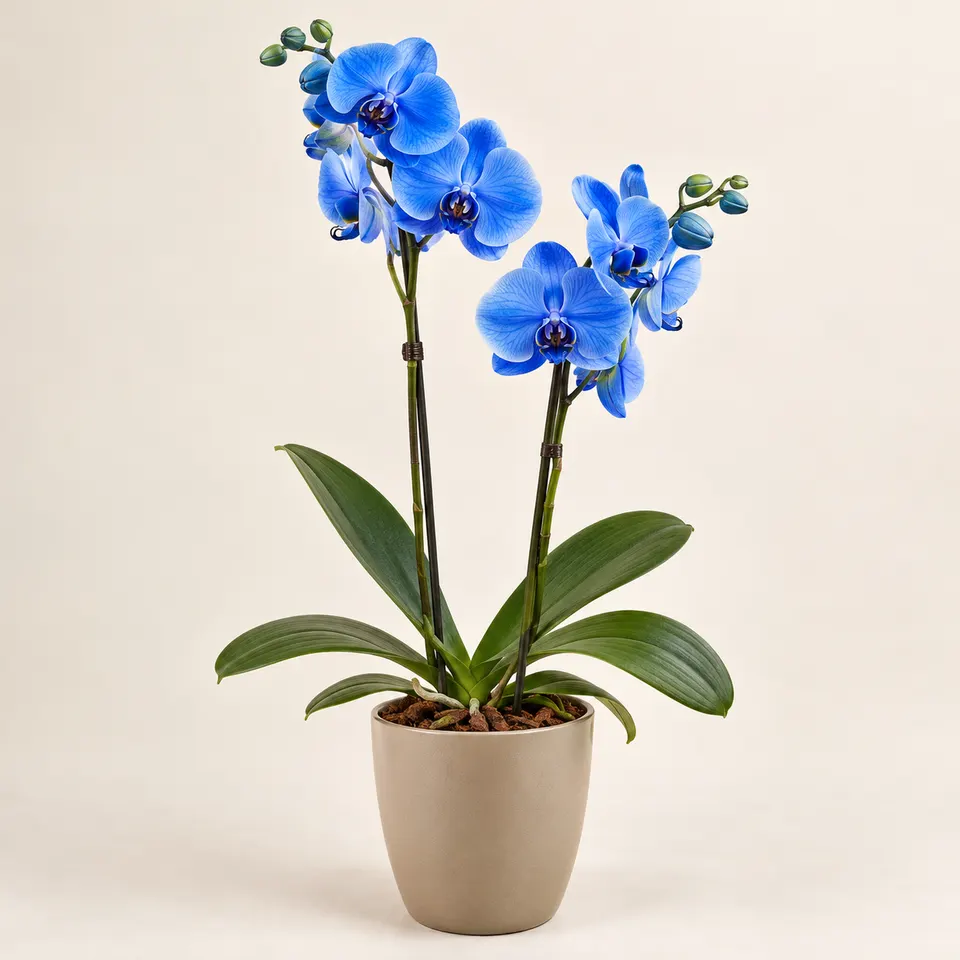 Orquídea Azul