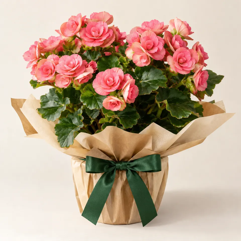 Begônia Rosa Presente
